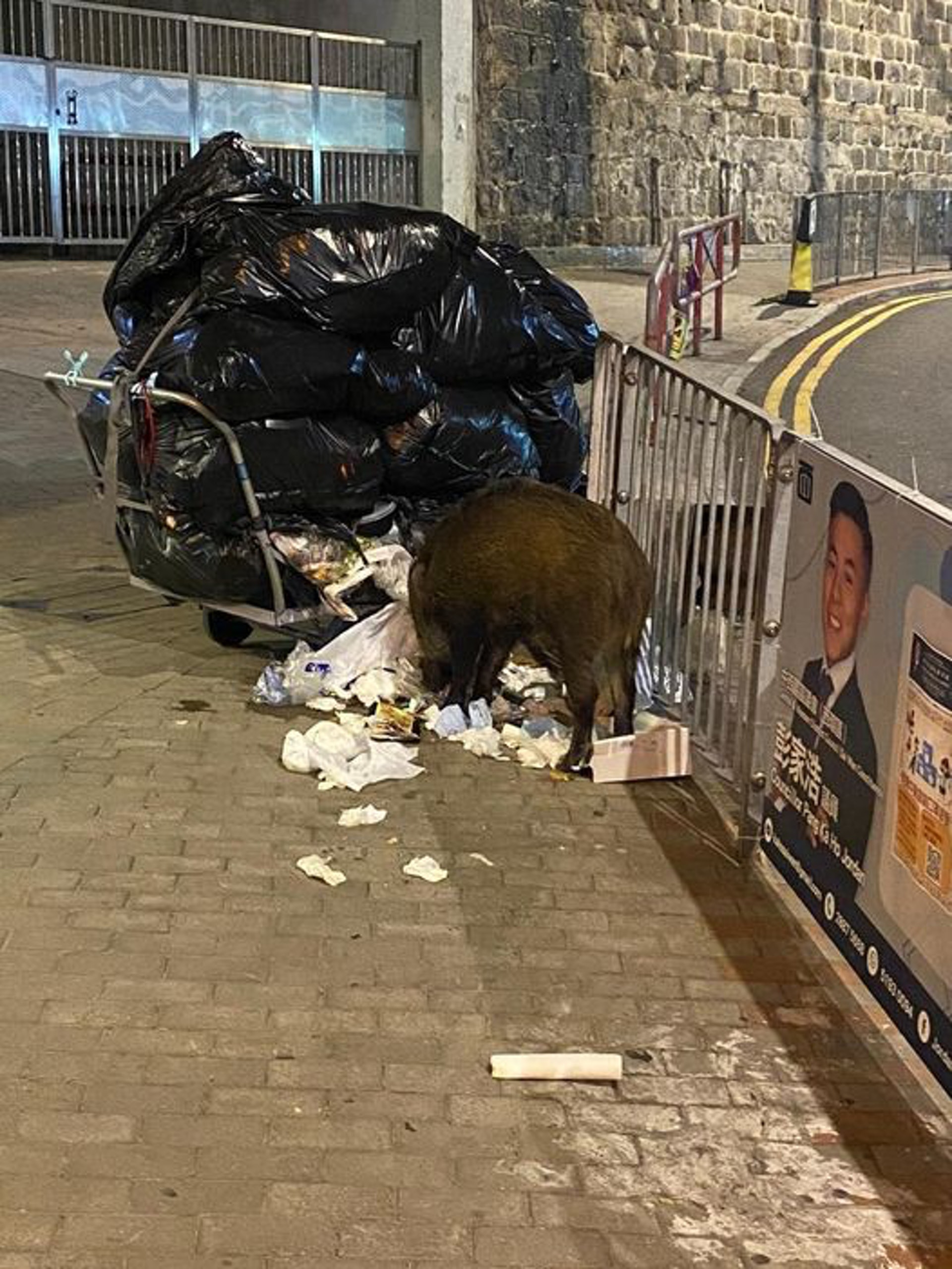 近月有野豬持續在山巿街垃圾堆中覓食。(彭家浩圖片) 近月有野豬持續在山巿街垃圾堆中覓食。(彭家浩圖片)