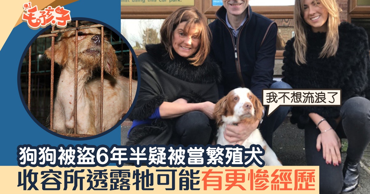 曲架犬失蹤疑被當繁殖犬人狗感動重遇收容所推斷牠有更慘經歷