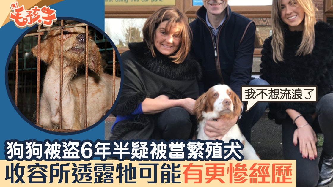 曲架犬失蹤疑被當繁殖犬人狗感動重遇收容所推斷牠有更慘經歷 曲架犬失蹤疑被當繁殖犬人狗感動重遇收容所推斷牠有更慘經歷