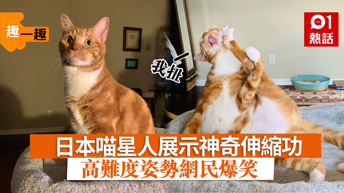 【趣一趣】日本喵星人骨骼精奇 貓腿神奇伸縮 網民:練神功 【趣一趣】日本喵星人骨骼精奇 貓腿神奇伸縮 網民:練神功