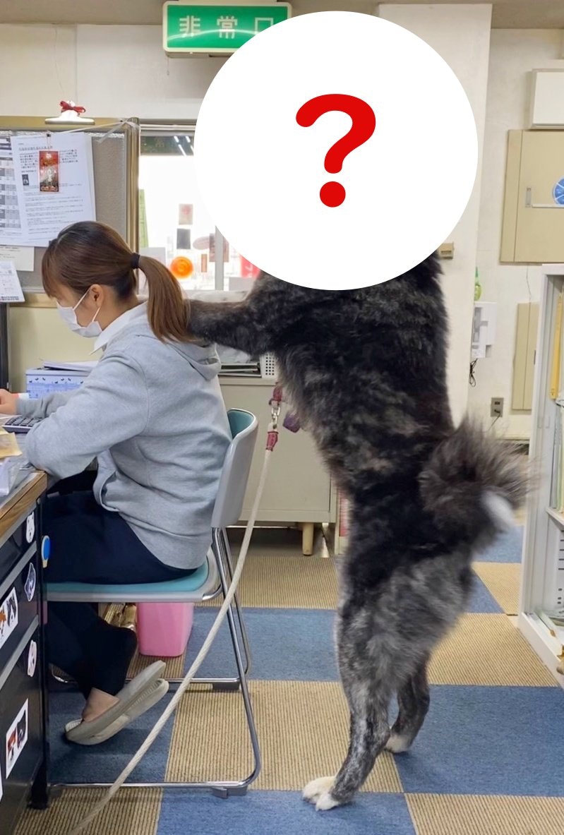 40kg秋田犬忘了自己成長後超巨型最喜歡熊抱別人媽差點被壓傷 香港01 寵物