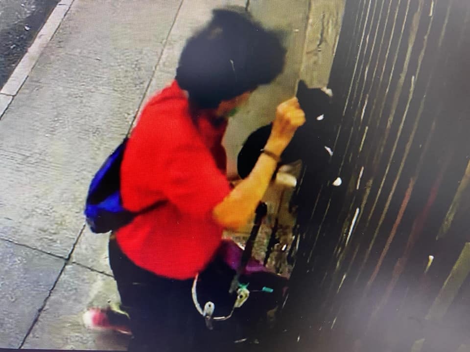 日前油麻地果欄發生偷貓案,一隻兩個月大的黑白幼貓「亞寶」被捉走。(Facebook@Maggie Lee) 日前油麻地果欄發生偷貓案,一隻兩個月大的黑白幼貓「亞寶」被捉走。(Facebook@Maggie Lee)