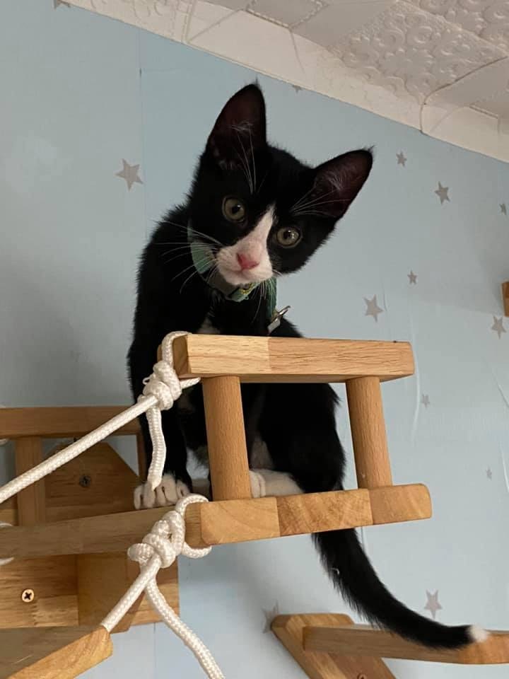 主人剛剛已將亞寶接回家。(Facebook@Maggie Lee) 主人剛剛已將亞寶接回家。(Facebook@Maggie Lee)