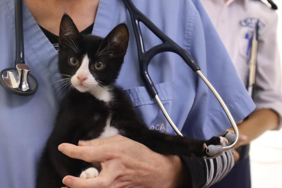 亞寶在愛協完成身體檢查。(Facebook@Maggie Lee) 亞寶在愛協完成身體檢查。(Facebook@Maggie Lee)