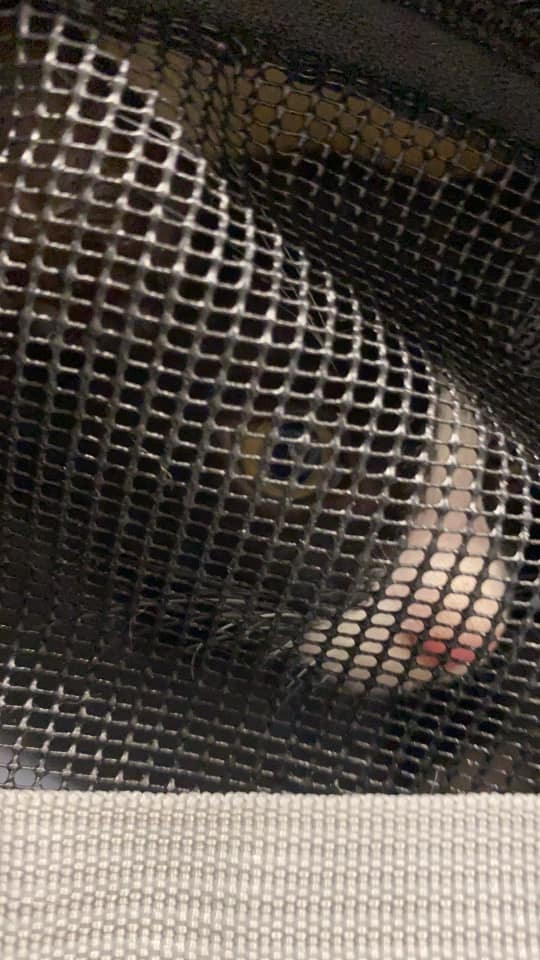 主人剛剛已將亞寶接回家。(Facebook@Maggie Lee) 主人剛剛已將亞寶接回家。(Facebook@Maggie Lee)