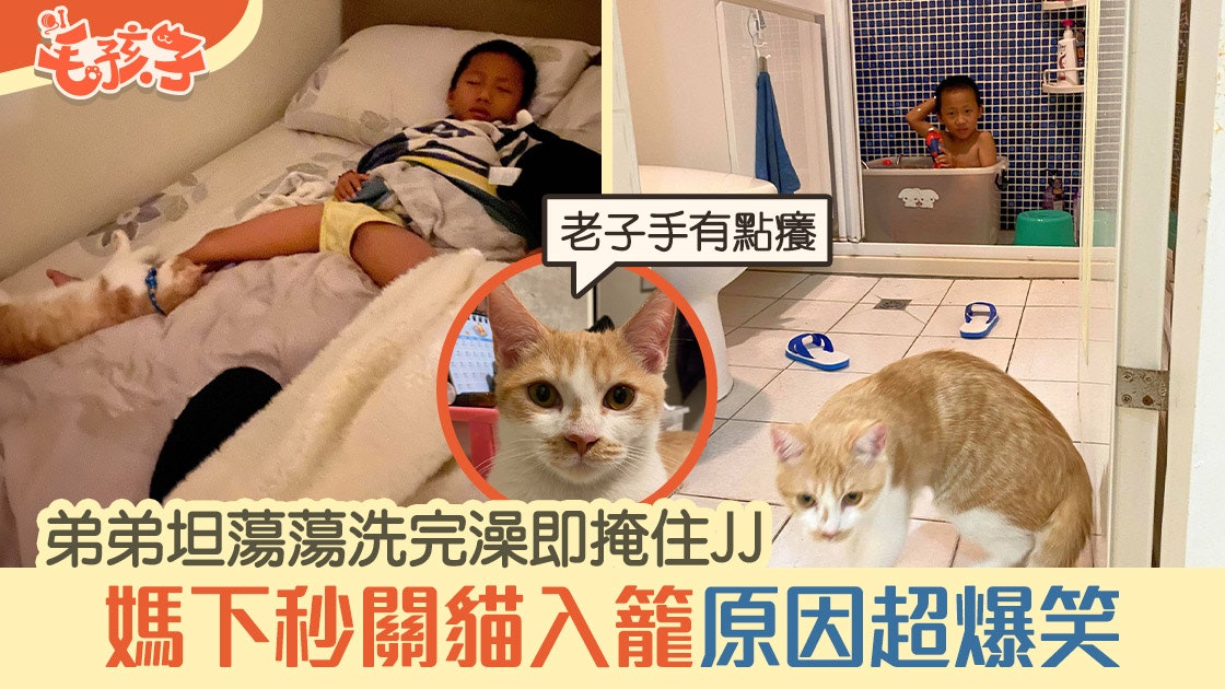 弟弟洗完澡即掩jj 愛玩逗貓棒橘貓即被關入籠媽解釋原因超爆笑 香港01 寵物