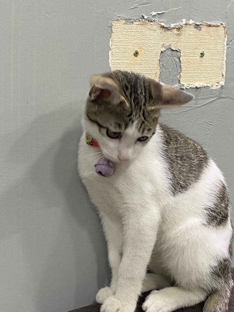 「可樂」屬大灰白色唐貓,被偷走時頸上有一條紅繩及掛有紫色叮噹。(網上圖片) 「可樂」屬大灰白色唐貓,被偷走時頸上有一條紅繩及掛有紫色叮噹。(網上圖片)