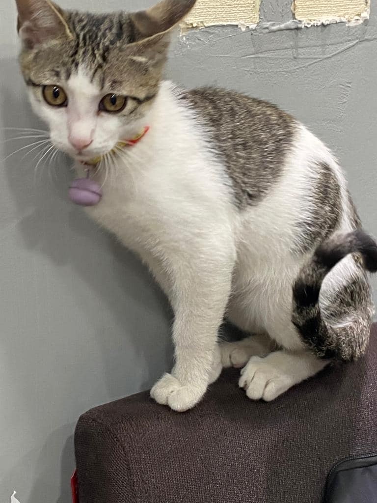 「可樂」屬大灰白色唐貓,被偷走時頸上有一條紅繩及掛有紫色叮噹。(網上圖片) 「可樂」屬大灰白色唐貓,被偷走時頸上有一條紅繩及掛有紫色叮噹。(網上圖片)