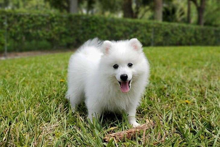 內地有位飼主大花金錢買了隻日本狐狸犬，養半年發現不對勁！（AKC）