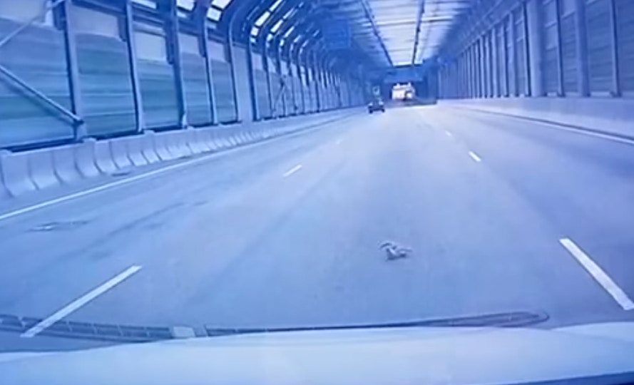 車CAM片段所見,一隻小貓疑似從一輛私家車內掉出來,貓咪在地上不停翻滾,後方司機見狀立即停車並救起牠。(影片截圖) 車CAM片段所見,一隻小貓疑似從一輛私家車內掉出來,貓咪在地上不停翻滾,後方司機見狀立即停車並救起牠。(影片截圖)