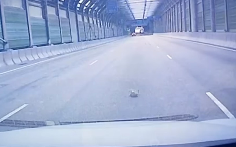 車CAM片段所見,一隻小貓疑似從一輛私家車內掉出來,貓咪在地上不停翻滾,後方司機見狀立即停車並救起牠。(影片截圖) 車CAM片段所見,一隻小貓疑似從一輛私家車內掉出來,貓咪在地上不停翻滾,後方司機見狀立即停車並救起牠。(影片截圖)