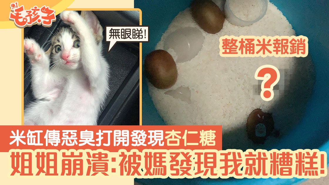 唐貓在米缸留下「杏仁糖」 惡臭令姐姐崩潰:被媽發現我就糟糕! 唐貓在米缸留下「杏仁糖」 惡臭令姐姐崩潰:被媽發現我就糟糕!