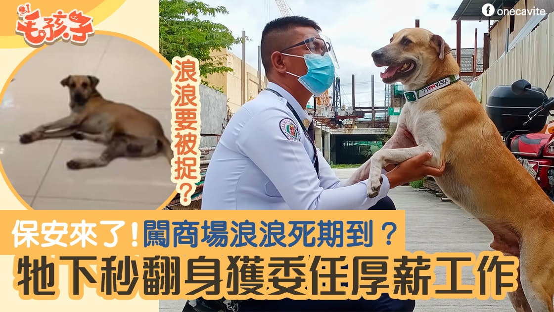 菲律賓流浪狗闖商場下秒保安出動來趕走 結局逆轉狗狗大翻身 香港01 寵物 菲律賓流浪狗闖商場下秒保安出動來趕走 結局逆轉狗狗大翻身 香港01 寵物