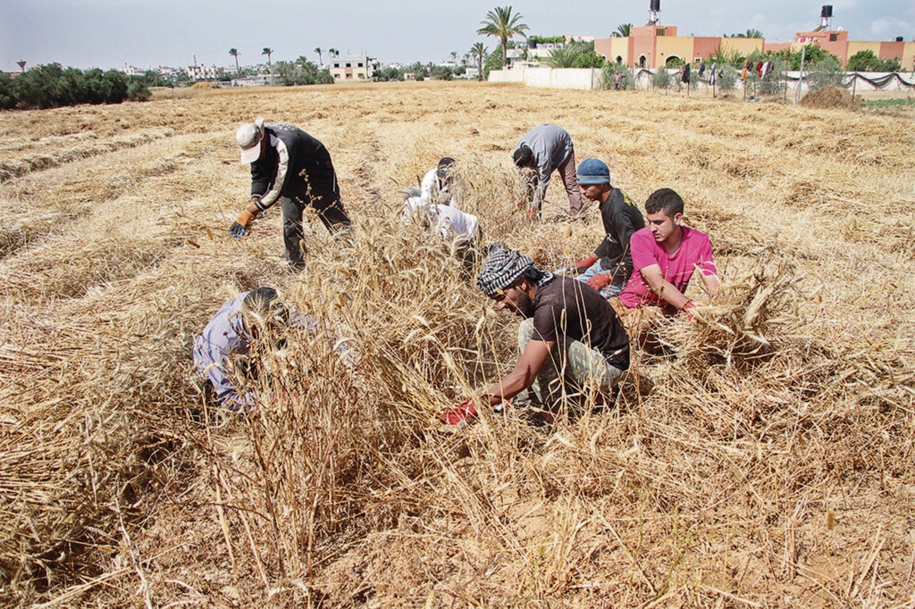 全球正面對糧食危機，預料嚴重糧食不足人口將增至2.65億。圖為巴基斯坦青年在加薩的農場收割小麥。（新華社）