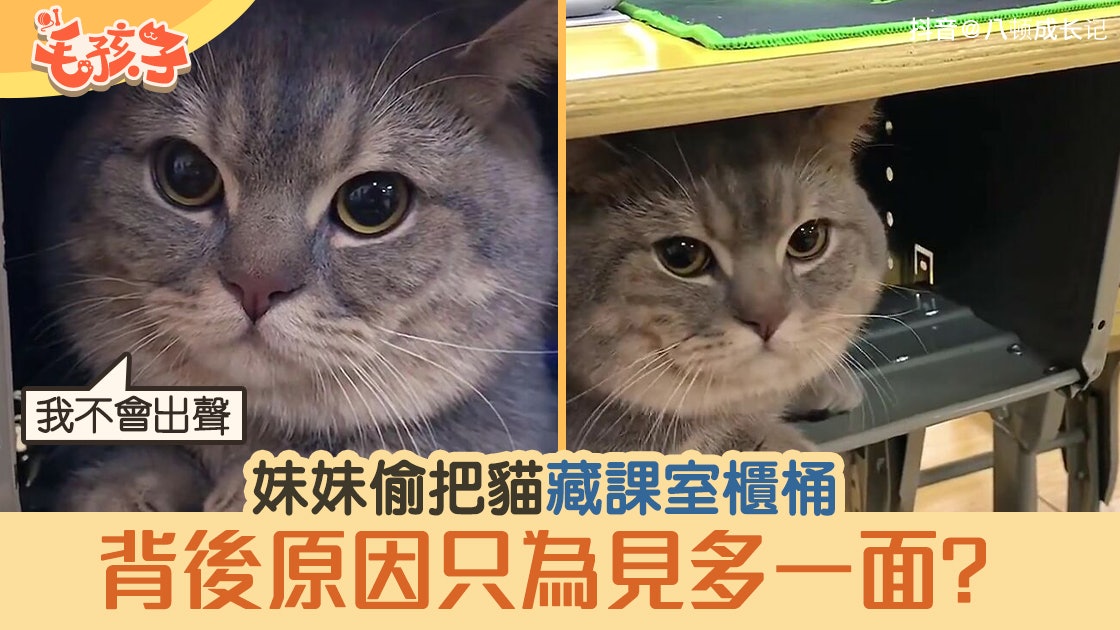 曼基貓│別出聲!妹妹把貓咪藏課室抽屜裏 只是為見貓奴多一會? 曼基貓│別出聲!妹妹把貓咪藏課室抽屜裏 只是為見貓奴多一會?