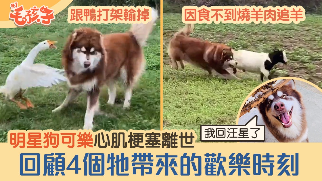 雪橇犬可樂心肌梗塞離世 跟鴨打架輸掉 回顧4個牠的歡樂時刻 雪橇犬可樂心肌梗塞離世 跟鴨打架輸掉 回顧4個牠的歡樂時刻