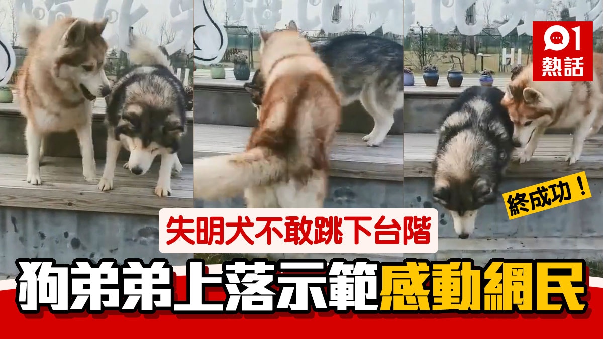 狗版兄弟情深 哈士奇來回示範教視障哥哥跳下台階網民 看哭了 狗版兄弟情深 哈士奇來回示範教視障哥哥跳下台階網民 看哭了