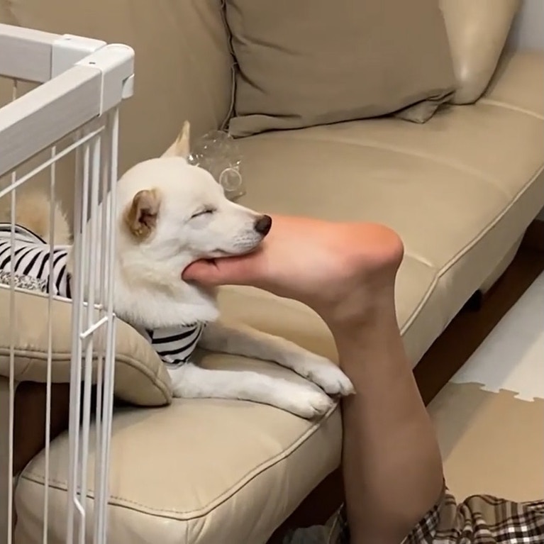 狗睡姿 白柴犬最愛將哥哥腳掌當枕頭養成謎之睡姿嘔心原因公開