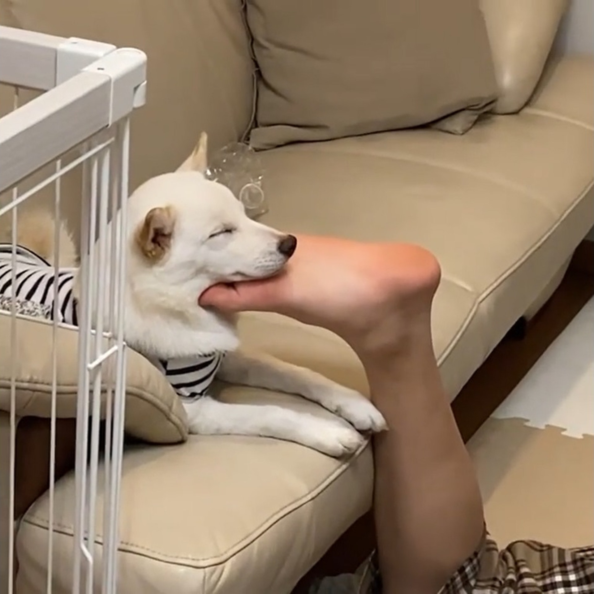 狗睡姿 白柴犬最愛將哥哥腳掌當枕頭養成謎之睡姿嘔心原因公開 狗睡姿 白柴犬最愛將哥哥腳掌當枕頭養成謎之睡姿嘔心原因公開