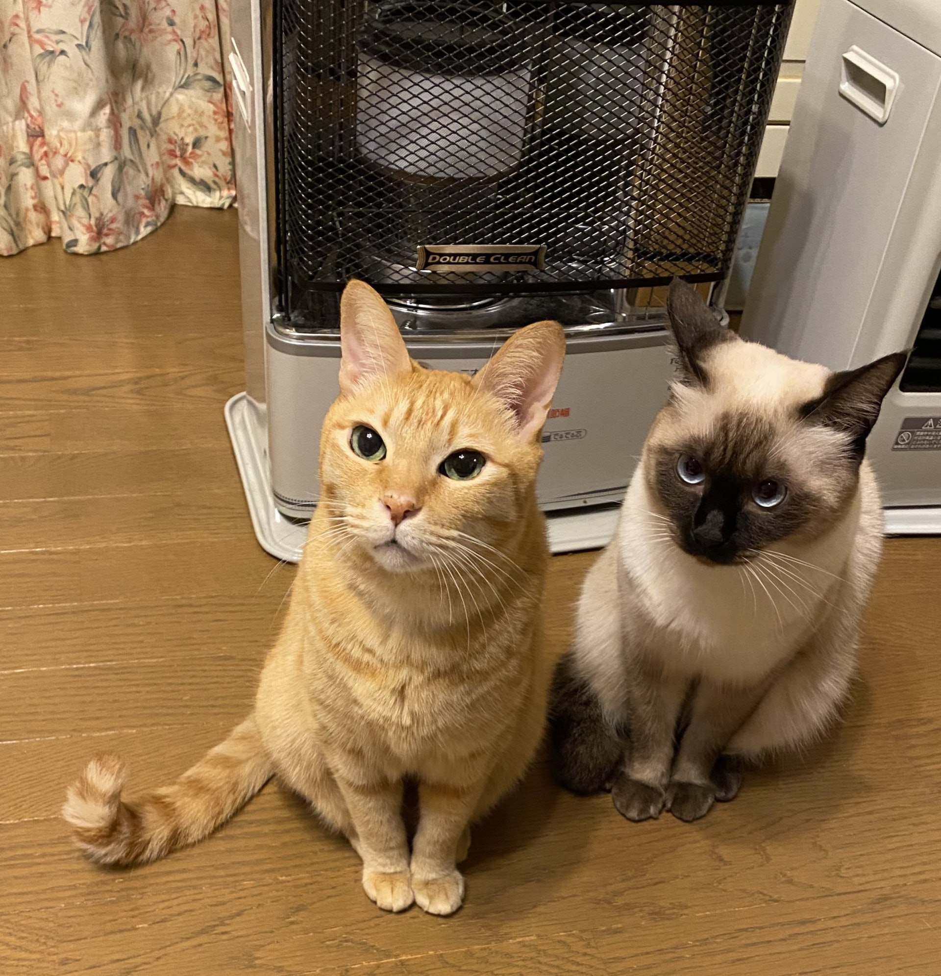 日本貓貓伸腿取暖超爽媽怕太靠近關暖爐兩喵回頭露 貞子臉 日本貓貓伸腿取暖超爽媽怕太靠近關暖爐兩喵回頭露 貞子臉