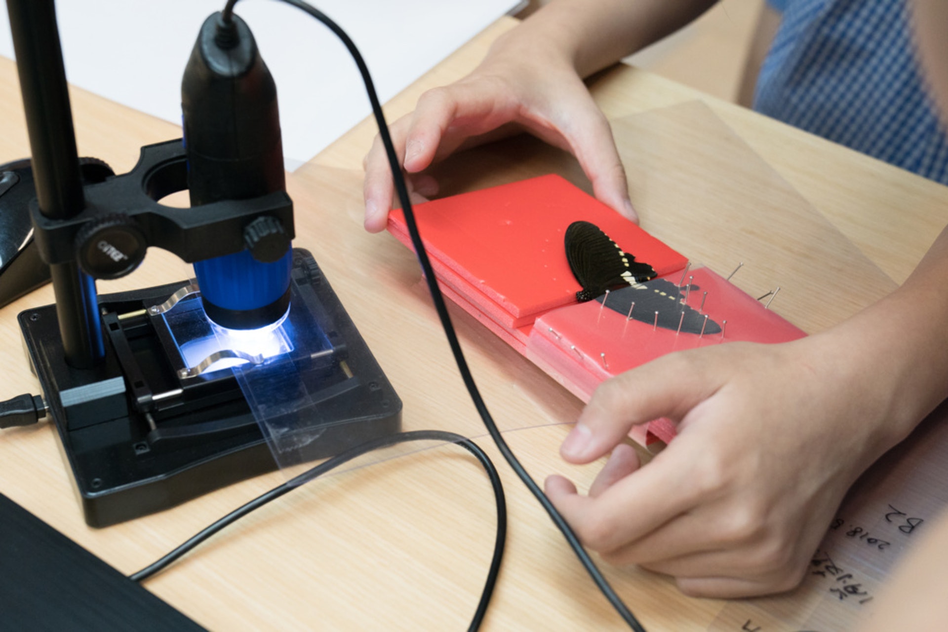 標本本身可作為一種推廣自然生態的教育工具;而標本的製作、保存及展示方式也是值得欣賞的工藝和創意。(資料圖片) 標本本身可作為一種推廣自然生態的教育工具;而標本的製作、保存及展示方式也是值得欣賞的工藝和創意。(資料圖片)