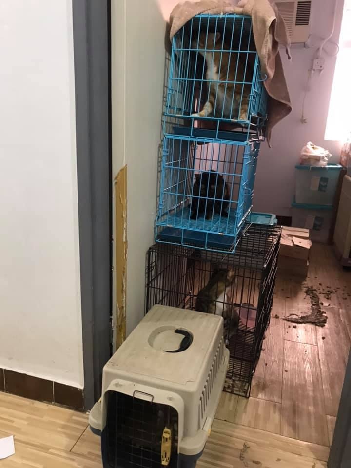 女事主生前寄養至少廿多隻家貓在家中,部分放於紙箱內,救貓義工一度難以點算實際數目。(大澳流浪貓之家提供) 女事主生前寄養至少廿多隻家貓在家中,部分放於紙箱內,救貓義工一度難以點算實際數目。(大澳流浪貓之家提供)