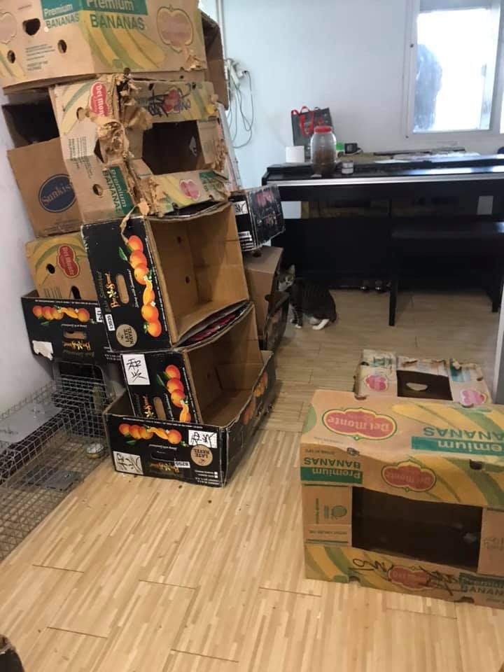 女事主生前寄養至少廿多隻家貓在家中,部分放於紙箱內,救貓義工一度難以點算實際數目。(大澳流浪貓之家提供) 女事主生前寄養至少廿多隻家貓在家中,部分放於紙箱內,救貓義工一度難以點算實際數目。(大澳流浪貓之家提供)