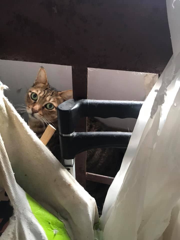 女事主家中有大量家貓放養。(大澳流浪貓之家提供) 女事主家中有大量家貓放養。(大澳流浪貓之家提供)