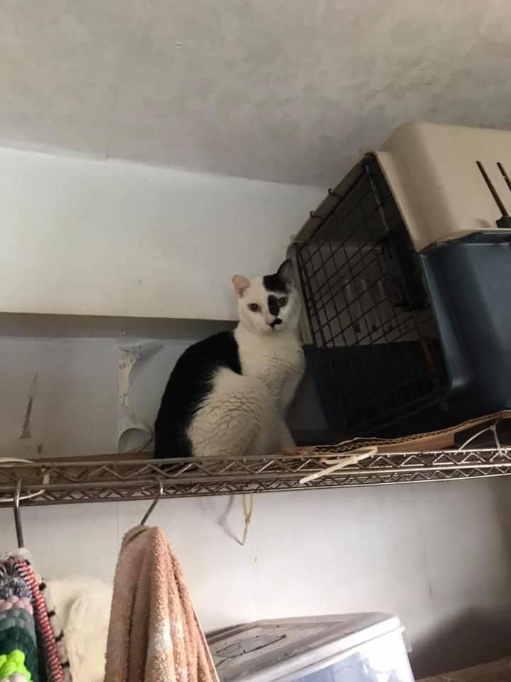 女貓友家中遺下超過30隻貓。(Facebook@ 大澳流浪貓之家) 女貓友家中遺下超過30隻貓。(Facebook@ 大澳流浪貓之家)