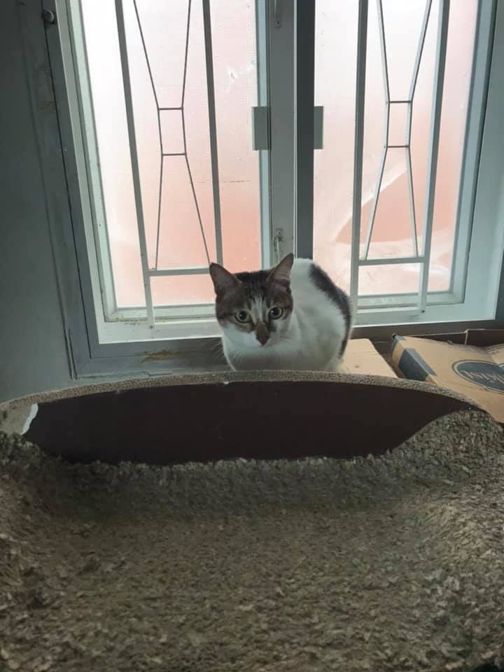 女事主家中有大量家貓放養。(大澳流浪貓之家提供) 女事主家中有大量家貓放養。(大澳流浪貓之家提供)