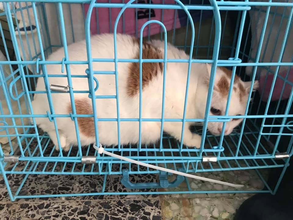 大澳流浪貓之家在愛協及義工協助下,合共救起至少25隻貓,暫放於協會會址寄養。(大澳流浪貓之家提供) 大澳流浪貓之家在愛協及義工協助下,合共救起至少25隻貓,暫放於協會會址寄養。(大澳流浪貓之家提供)