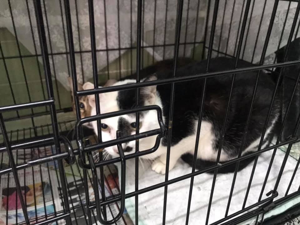 大澳流浪貓之家在愛協及義工協助下,合共救起至少25隻貓,暫放於協會會址寄養。(大澳流浪貓之家提供) 大澳流浪貓之家在愛協及義工協助下,合共救起至少25隻貓,暫放於協會會址寄養。(大澳流浪貓之家提供)