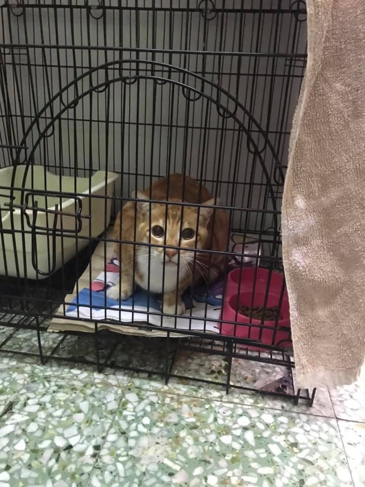 事發當日German晚上和警方及家屬聯繫,處理貓隻運送事宜。(Facebook@ 大澳流浪貓之家) 事發當日German晚上和警方及家屬聯繫,處理貓隻運送事宜。(Facebook@ 大澳流浪貓之家)