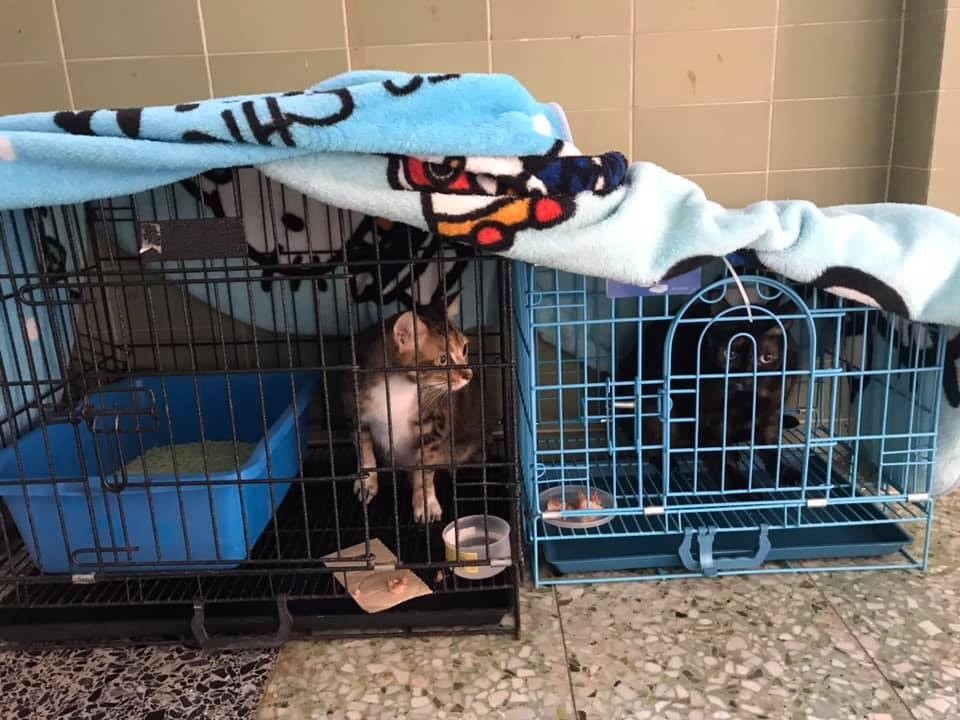 大澳流浪貓之家在愛協及義工協助下,合共救起至少25隻貓,暫放於協會會址寄養。(大澳流浪貓之家提供) 大澳流浪貓之家在愛協及義工協助下,合共救起至少25隻貓,暫放於協會會址寄養。(大澳流浪貓之家提供)