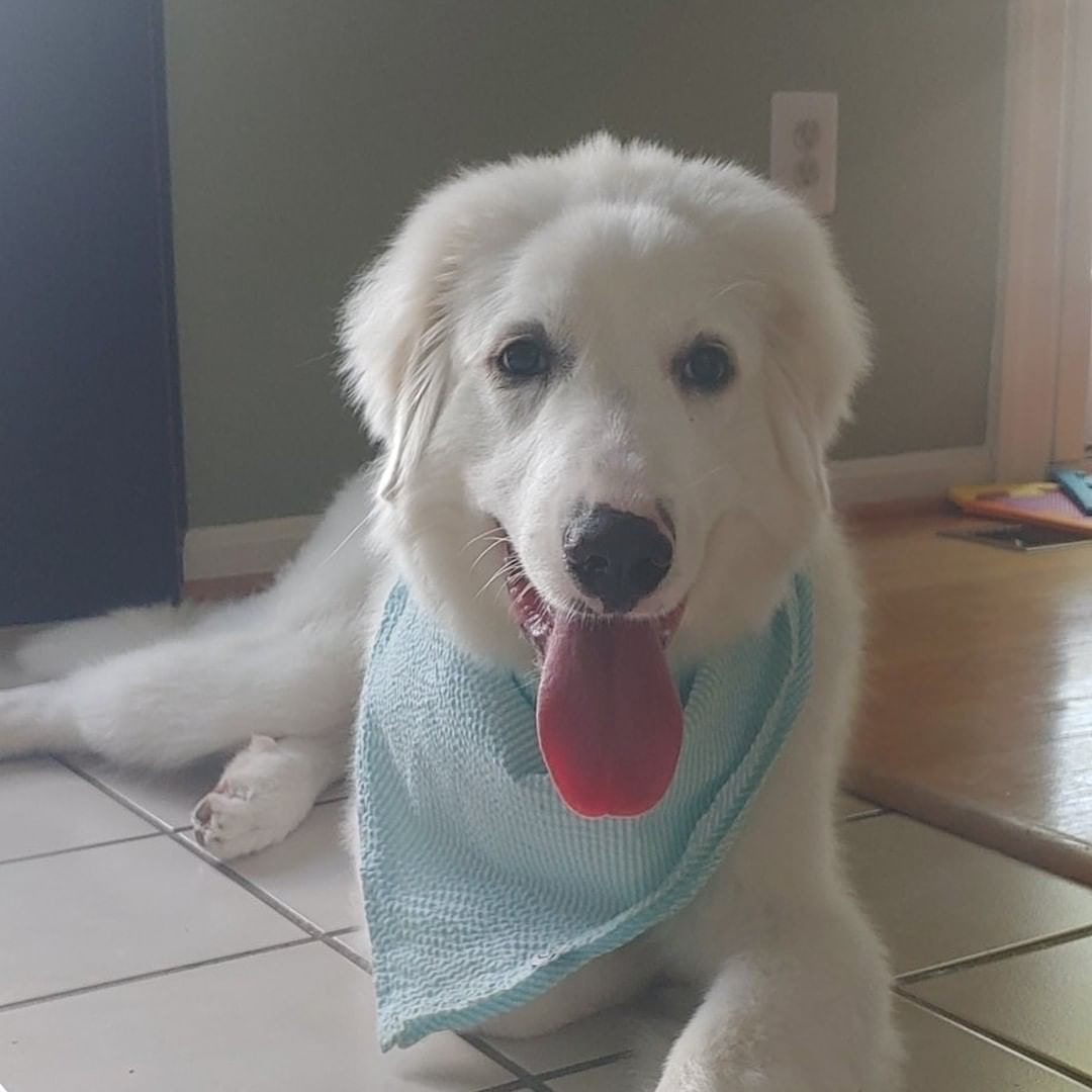 大白熊犬平日被取笑是 無膽鬼 這次嗅出異常氣味英勇救全家