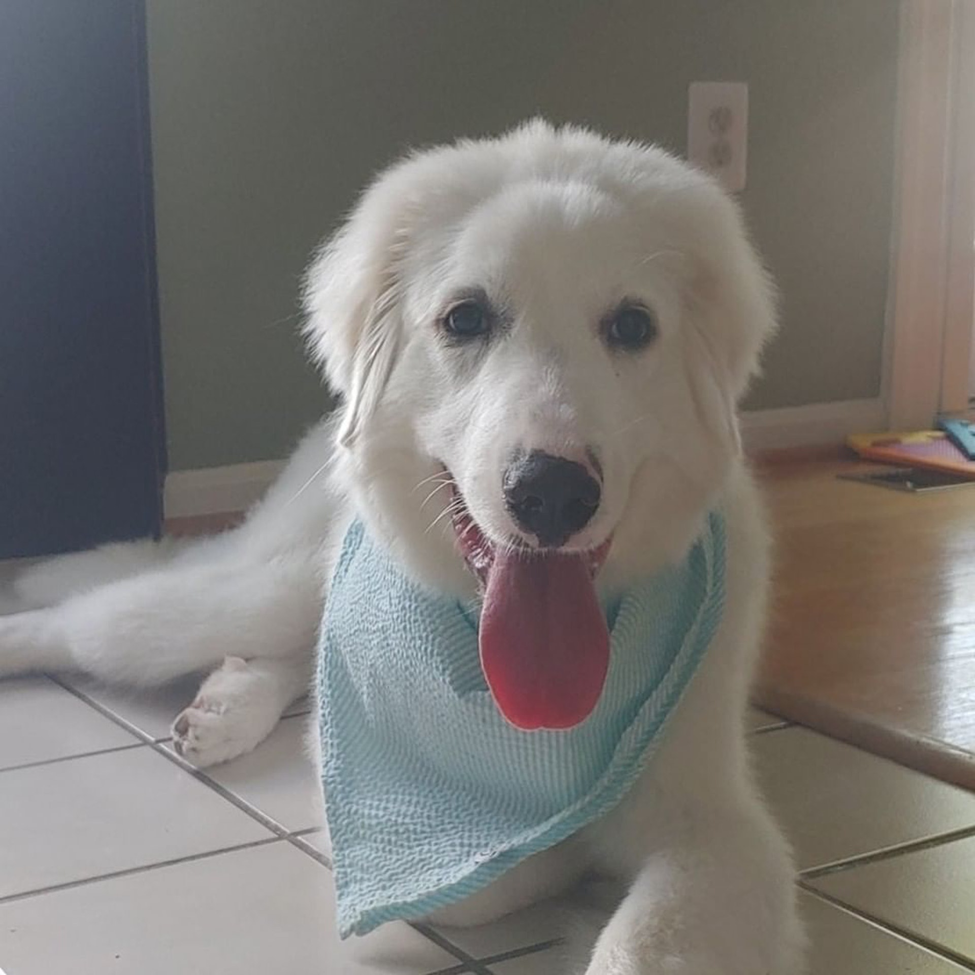 大白熊犬平日被取笑是 無膽鬼 這次嗅出異常氣味英勇救全家 大白熊犬平日被取笑是 無膽鬼 這次嗅出異常氣味英勇救全家