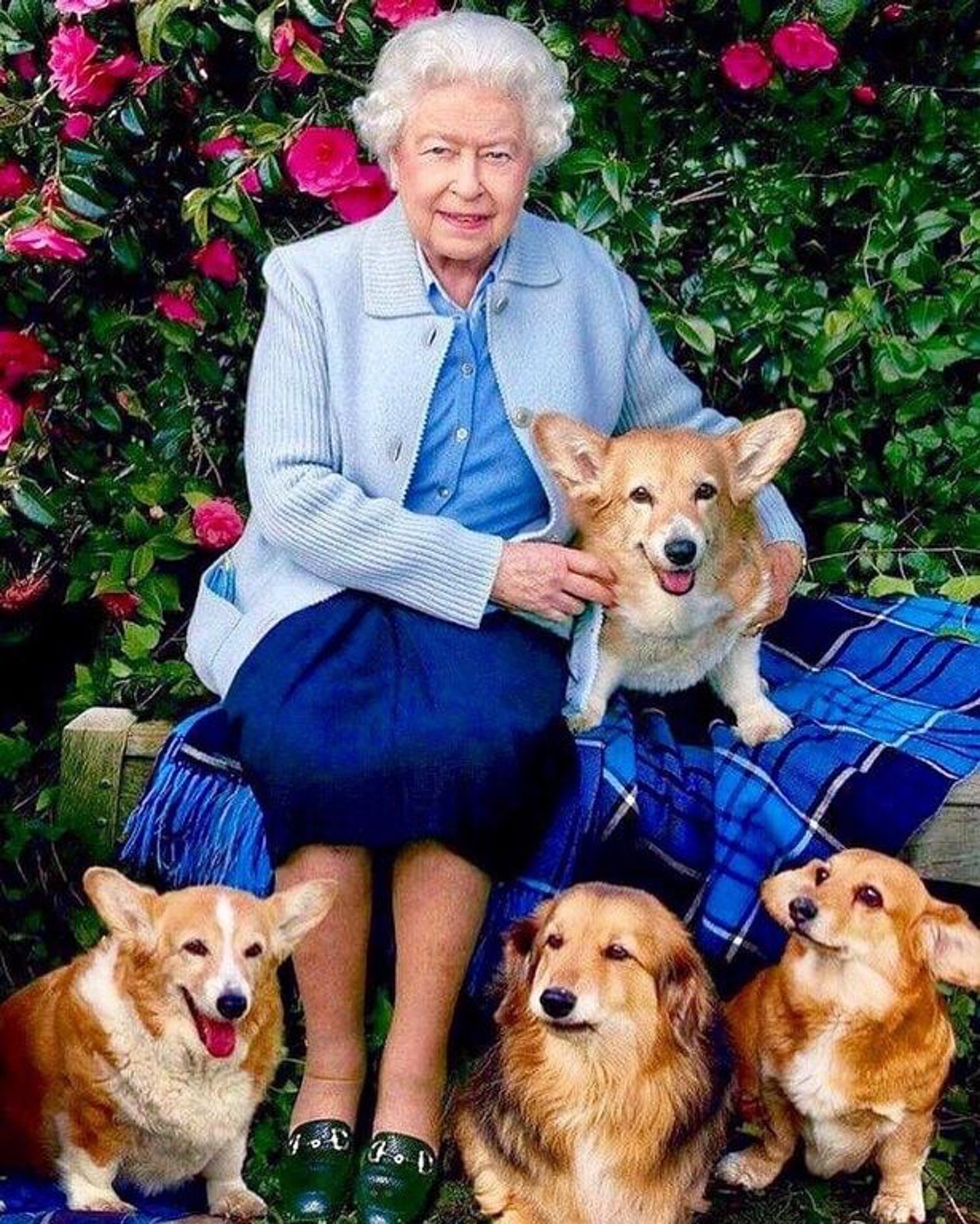 英女王鍾情哥基犬,一直對牠們寵愛有加。(Instagram@windsor.royal.family) 英女王鍾情哥基犬,一直對牠們寵愛有加。(Instagram@windsor.royal.family)