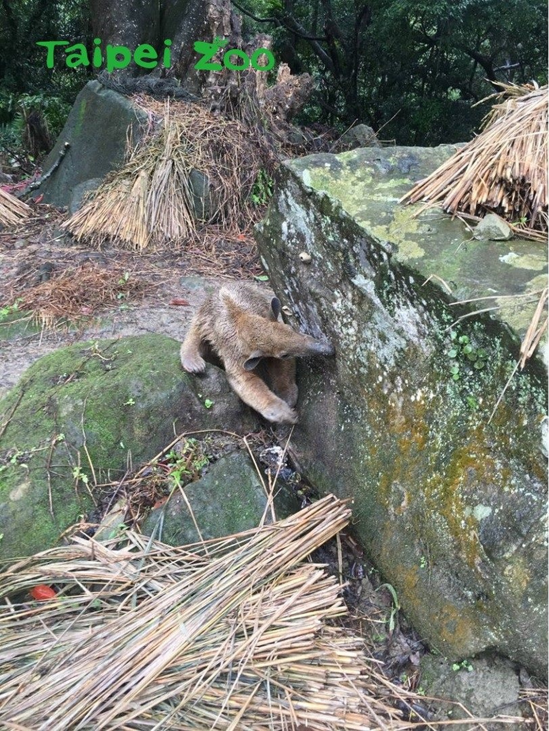 有登山客發現小紅,於是立刻拍照並通知動物園。(台北市立動物園) 有登山客發現小紅,於是立刻拍照並通知動物園。(台北市立動物園)