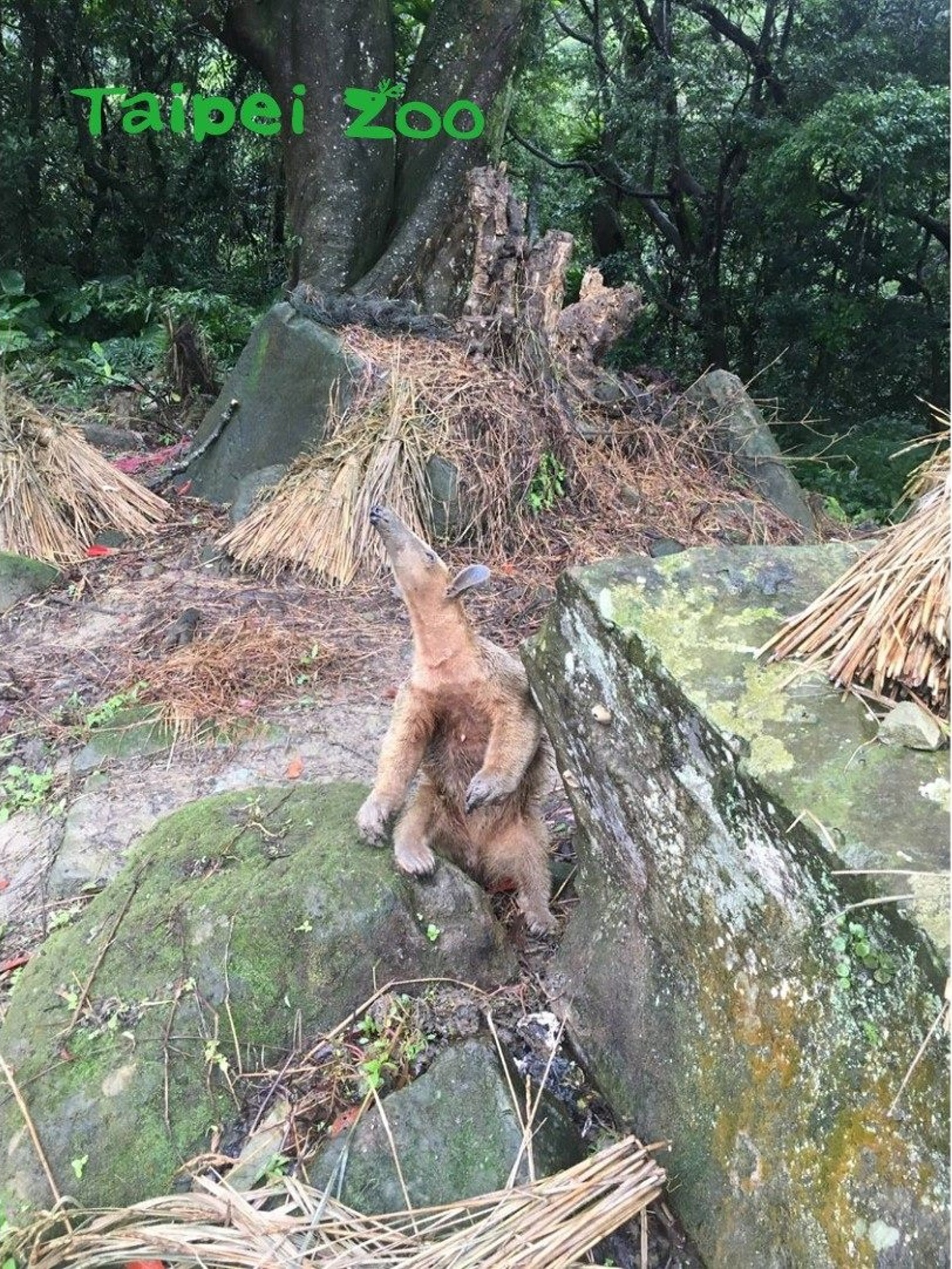 有登山客發現小紅,於是立刻拍照並通知動物園。(台北市立動物園) 有登山客發現小紅,於是立刻拍照並通知動物園。(台北市立動物園)