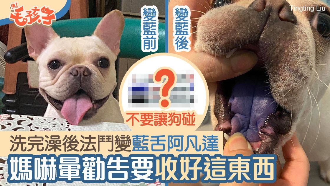 法鬥趁媽沖涼偷咬下秒變藍舌阿凡達媽崩潰籲 這東西 要藏好 法鬥趁媽沖涼偷咬下秒變藍舌阿凡達媽崩潰籲 這東西 要藏好