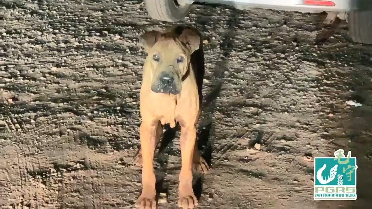 七星崗發現一隻被遺棄的沙皮狗 (毛孩守護者) 七星崗發現一隻被遺棄的沙皮狗 (毛孩守護者)