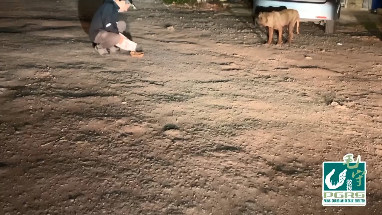 元朗七星崗有居民發現村內一隻被遺棄的沙皮狗,身上有傷而且被烏蠅蟲所侵蝕,並發出陣陣惡臭。毛孩守護者創辦人Kent當晚到場搜索牠,兜轉在一堆枯葉上找到牠。(毛孩守護者提供) 元朗七星崗有居民發現村內一隻被遺棄的沙皮狗,身上有傷而且被烏蠅蟲所侵蝕,並發出陣陣惡臭。毛孩守護者創辦人Kent當晚到場搜索牠,兜轉在一堆枯葉上找到牠。(毛孩守護者提供)