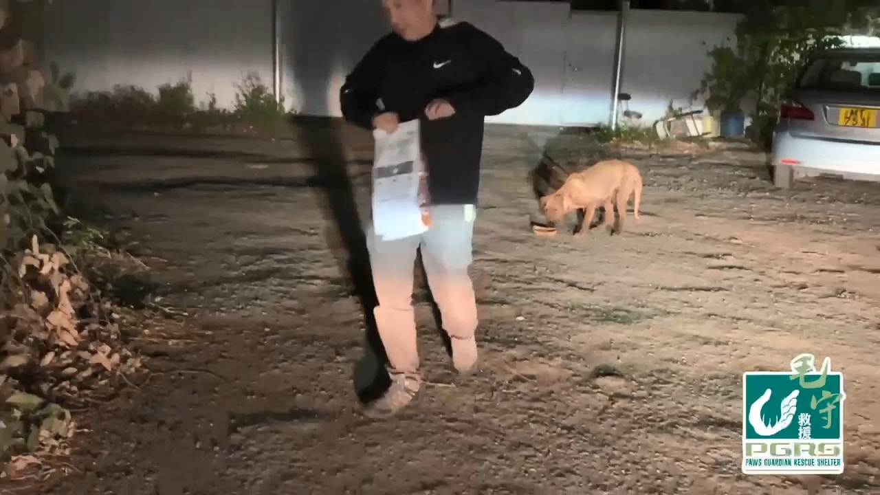 Kent放下一些狗糧給牠,牠馬上就吃光,搜索四周有否遺漏。Kent不忍心牠捱餓,再開了罐頭給牠。(毛孩守護者提供) Kent放下一些狗糧給牠,牠馬上就吃光,搜索四周有否遺漏。Kent不忍心牠捱餓,再開了罐頭給牠。(毛孩守護者提供)