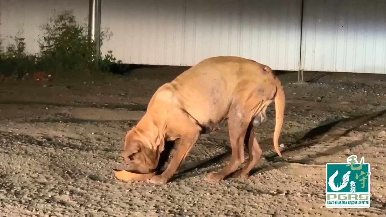 Kent餵牠吃了一些醫治烏蠅蟲的藥物後,打算翌日再到場接牠離開。(毛孩守護者提供) Kent餵牠吃了一些醫治烏蠅蟲的藥物後,打算翌日再到場接牠離開。(毛孩守護者提供)
