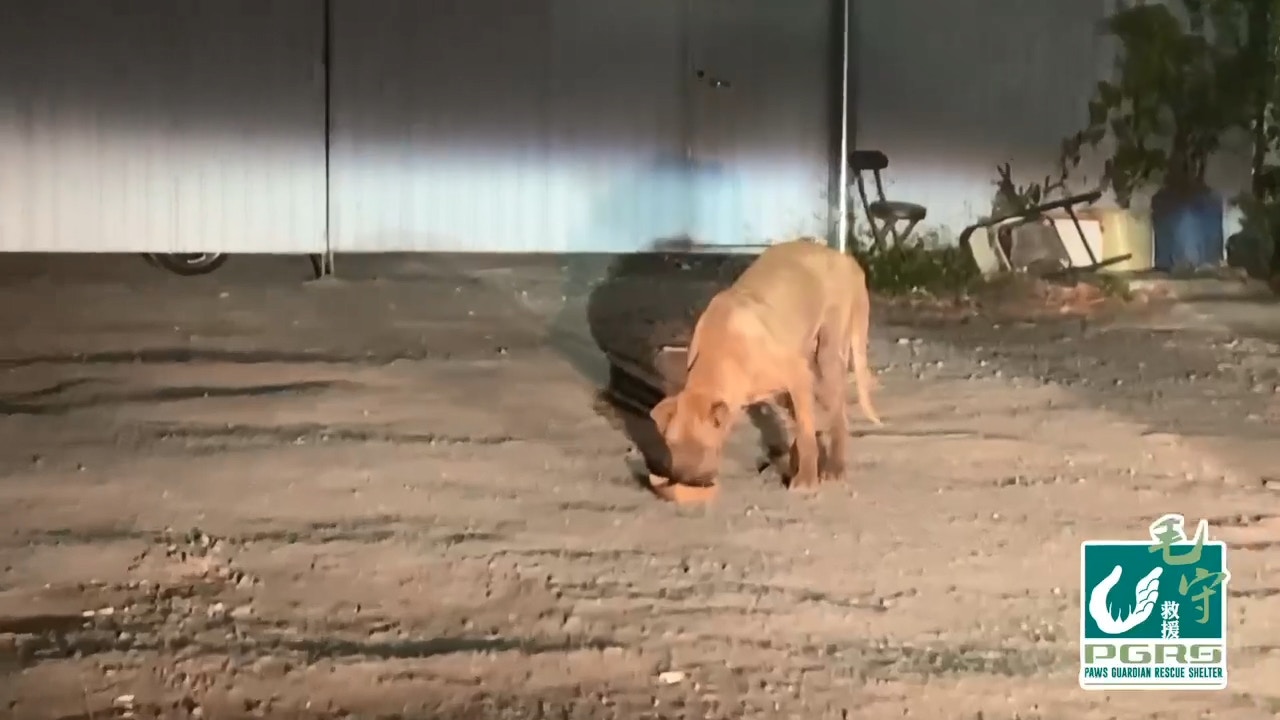 四年前村民陳太搬入七星崗,得知七星仔的女主人在懷孕後, 便把七星仔驅趕到屋外(毛孩守護者提供) 四年前村民陳太搬入七星崗,得知七星仔的女主人在懷孕後, 便把七星仔驅趕到屋外(毛孩守護者提供)