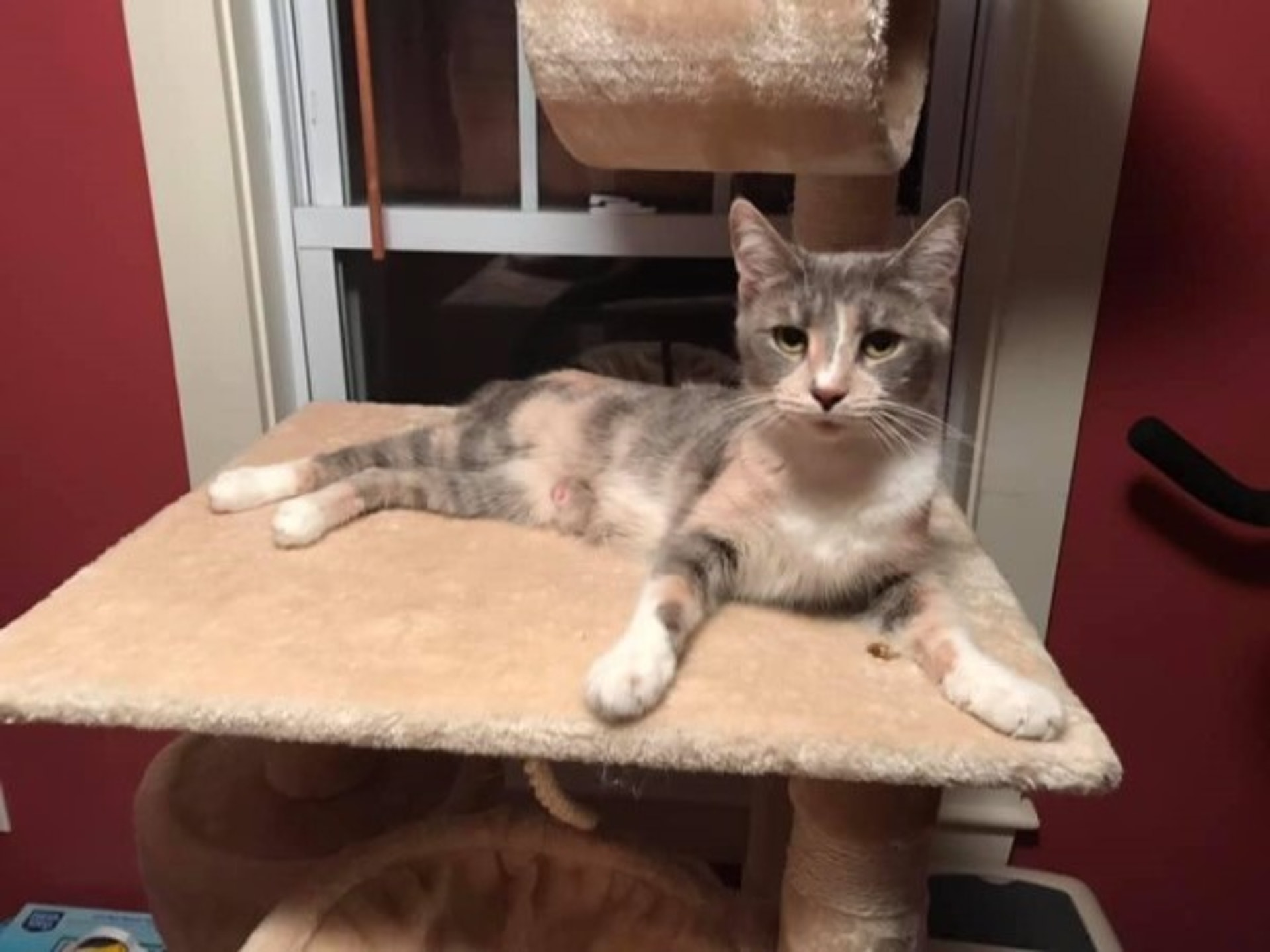 貓媽Roxie完全看不出有懷孕!(facebook圖片:The Odd Cat Sanctuary MA) 貓媽Roxie完全看不出有懷孕!(facebook圖片:The Odd Cat Sanctuary MA)