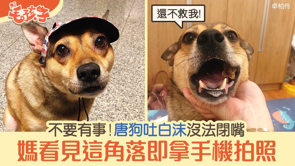 唐狗張口嘔白泡是出事了?媽看一眼後變淡定 還拿手機拍照 唐狗張口嘔白泡是出事了?媽看一眼後變淡定 還拿手機拍照