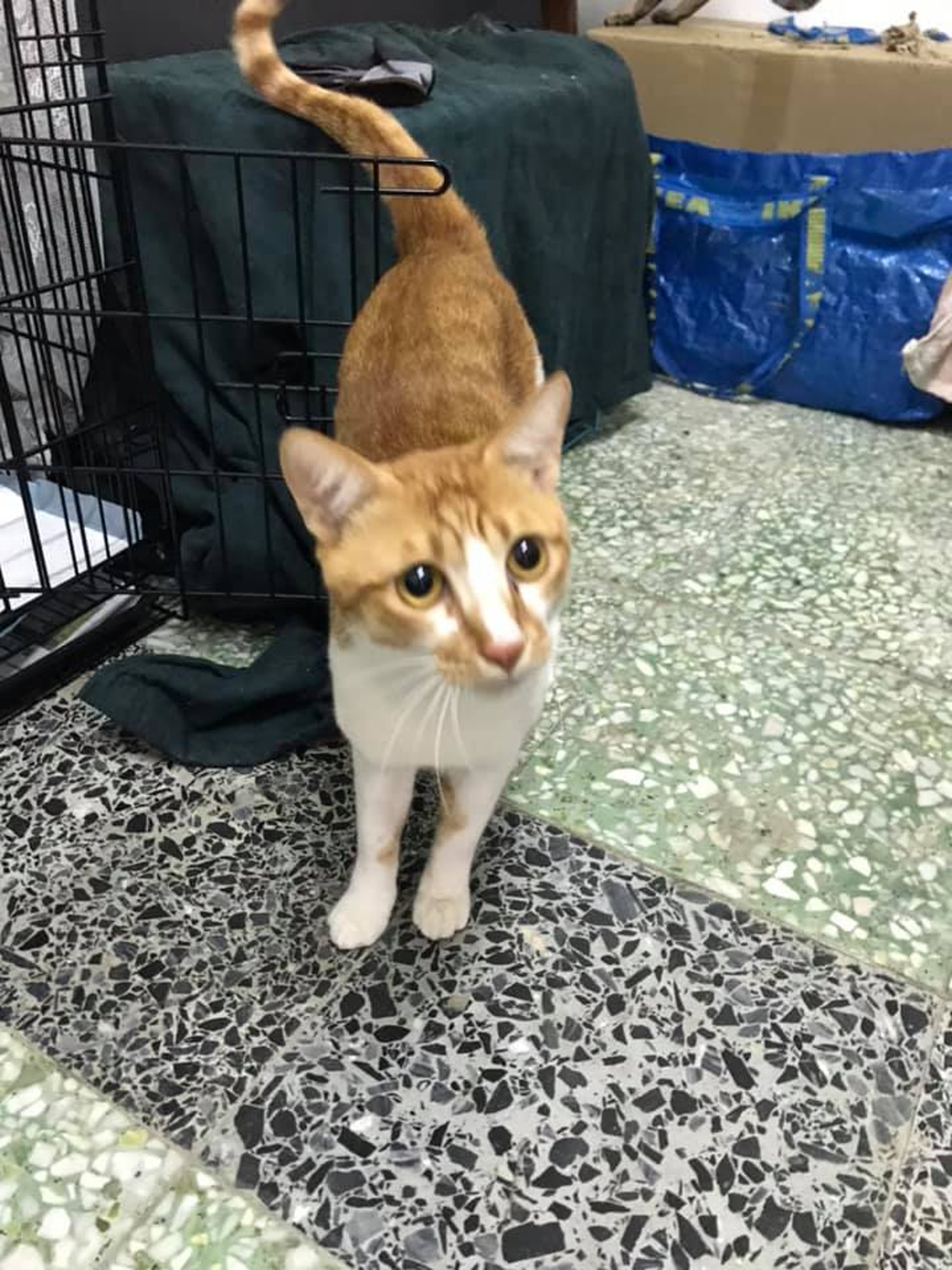 區內救貓組織「大澳流浪貓之家」負責人German接報後,立即趕往現場。(Facebook@ 大澳流浪貓之家) 區內救貓組織「大澳流浪貓之家」負責人German接報後,立即趕往現場。(Facebook@ 大澳流浪貓之家)