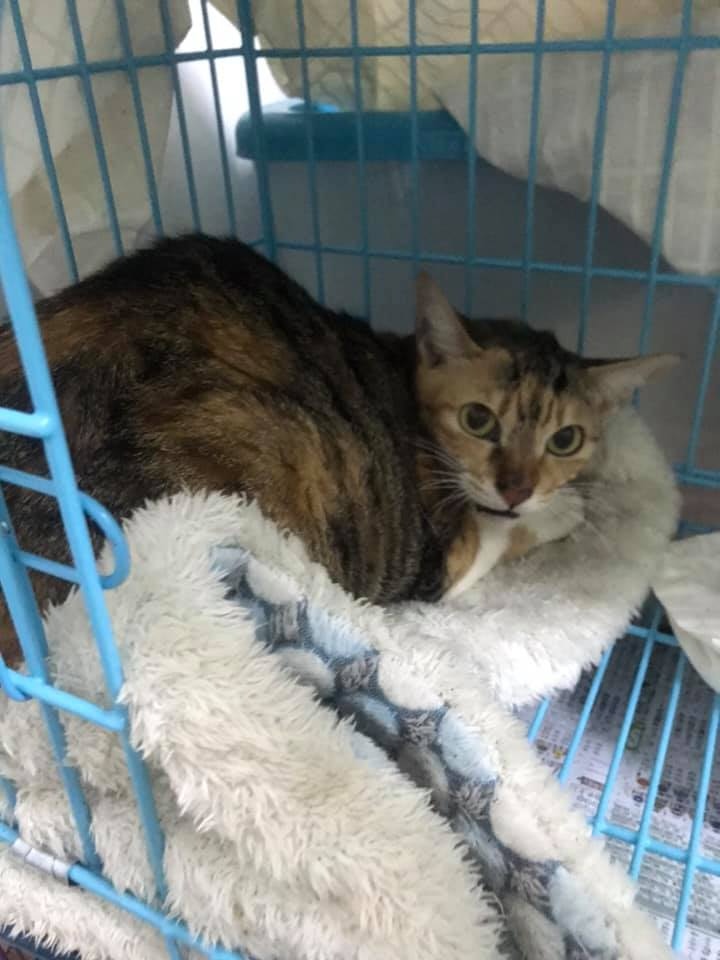 German獲告知需要在48小時內完成清場。(Facebook@ 大澳流浪貓之家) German獲告知需要在48小時內完成清場。(Facebook@ 大澳流浪貓之家)