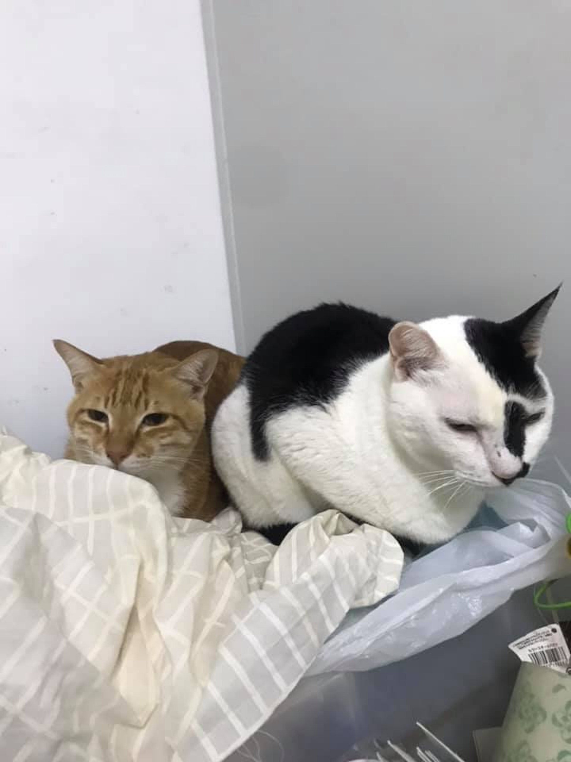 German表示,自己做了八年貓義工,未曾遇過如此大的挑戰。(Facebook@ 大澳流浪貓之家) German表示,自己做了八年貓義工,未曾遇過如此大的挑戰。(Facebook@ 大澳流浪貓之家)